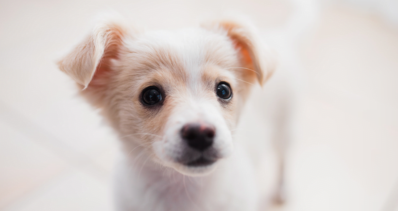 How Far Can a 12 Week Old Puppy Walk?