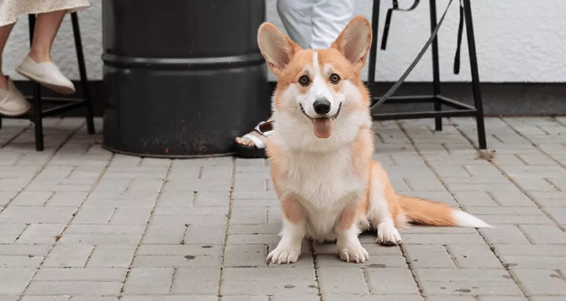Why Does My Corgi Smell so Bad