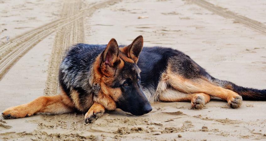 Can German Shepherds Live in Hot Weather