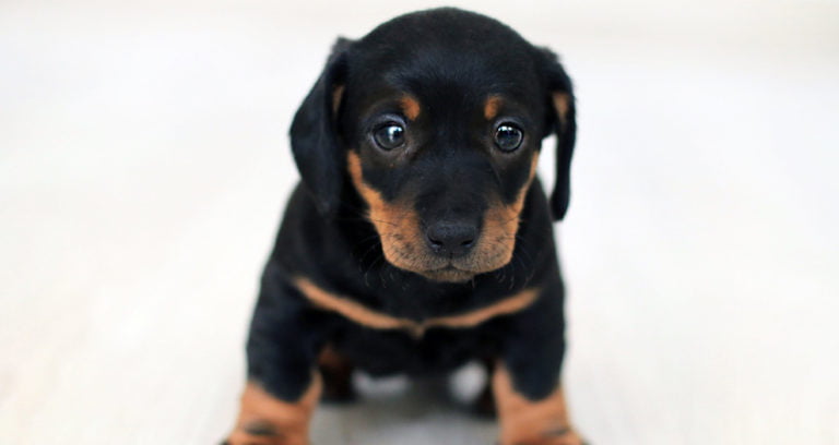 At What Age do Rottweilers Become Protective?