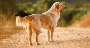 Do Golden Retrievers Change Color As They Grow?