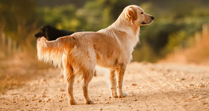 Do Golden Retrievers Change Color As They Grow Dog Mom Hub