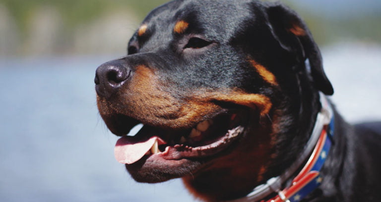 Why Is My Rottweiler not Barking? Here's The Reason