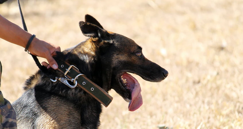 Will a German Shepherd Attack an Intruder if Untrained?
