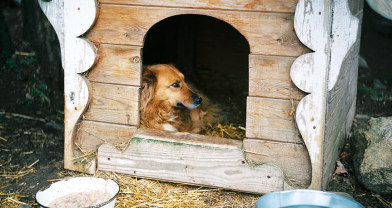 Can Golden Retrievers Live Outside? 4 Tips If You Had To