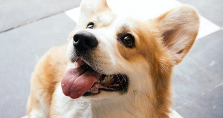 Do Corgis Bark a Lot? Here Is What To Expect