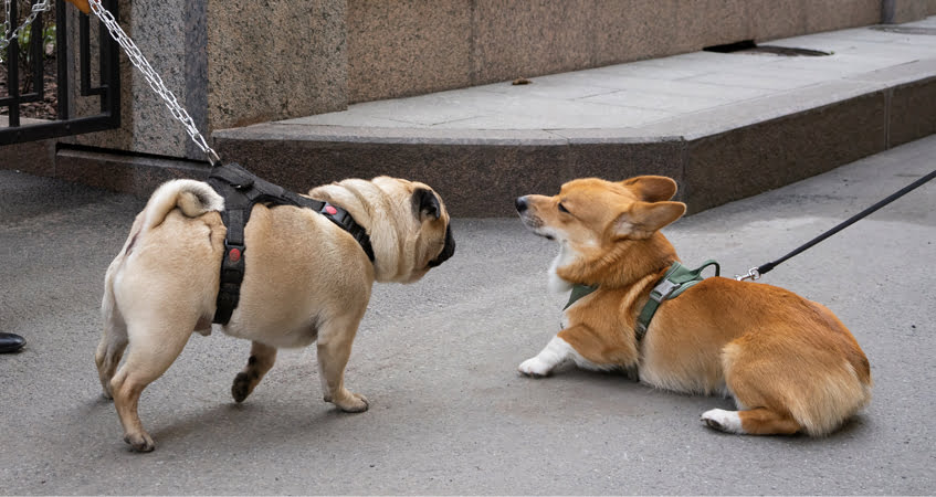 Do Corgis Get Along With Other Dogs?