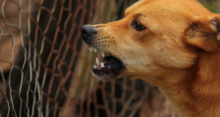 Why Is My Dog Suddenly Aggressive Toward Me? 3 Reasons Why