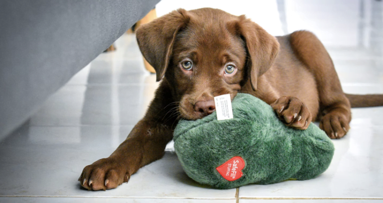 Are Chocolate Labs Smart? Here's The Truth